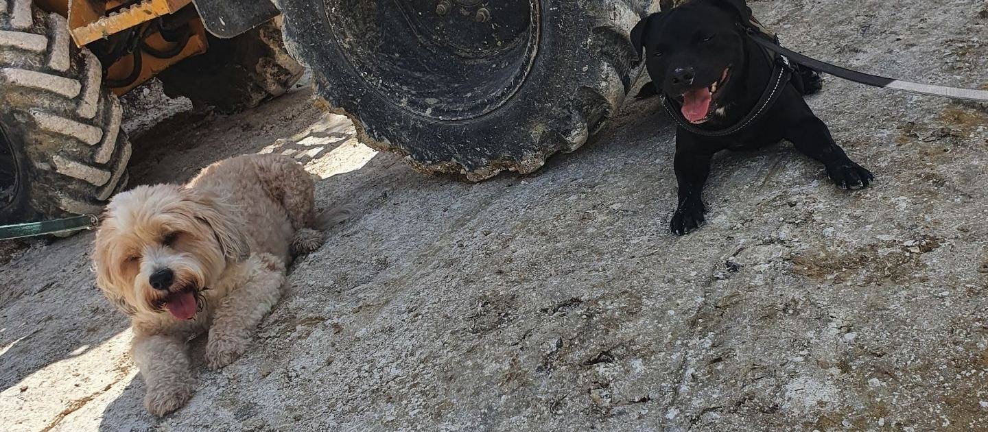 Two dogs on one of our sites